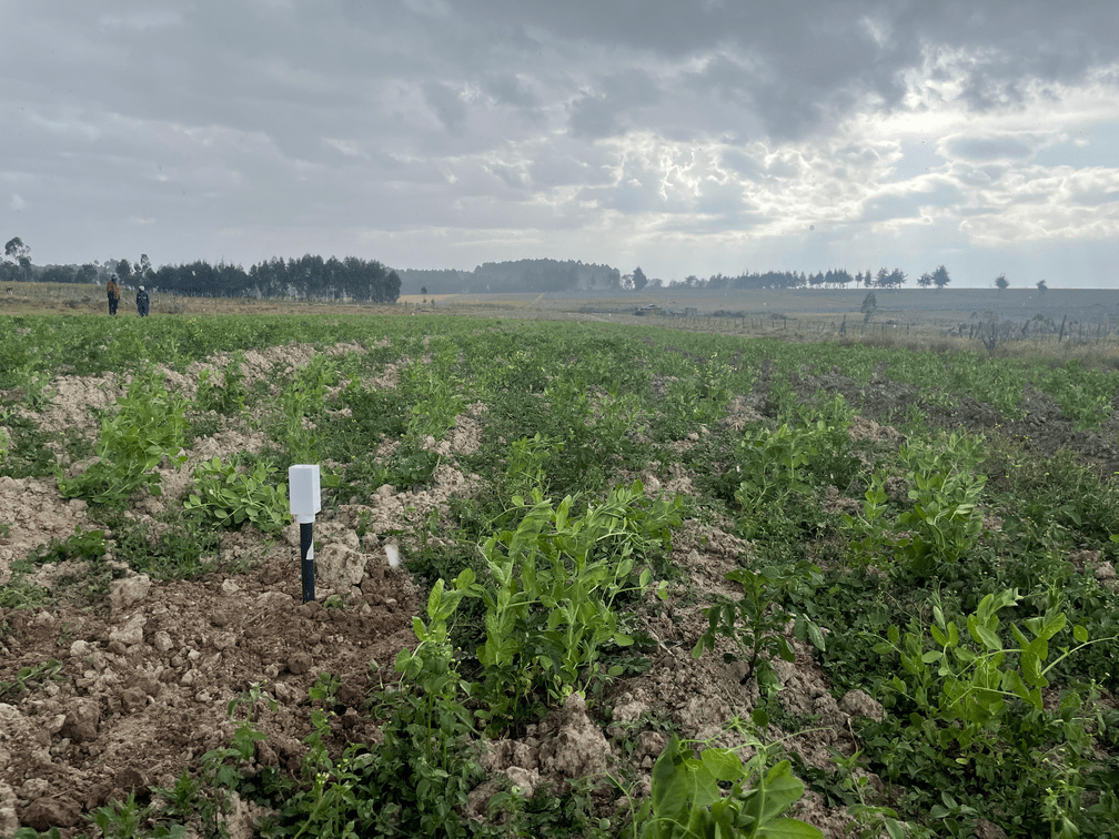 NuaSense soil sensor close-up showing probe design