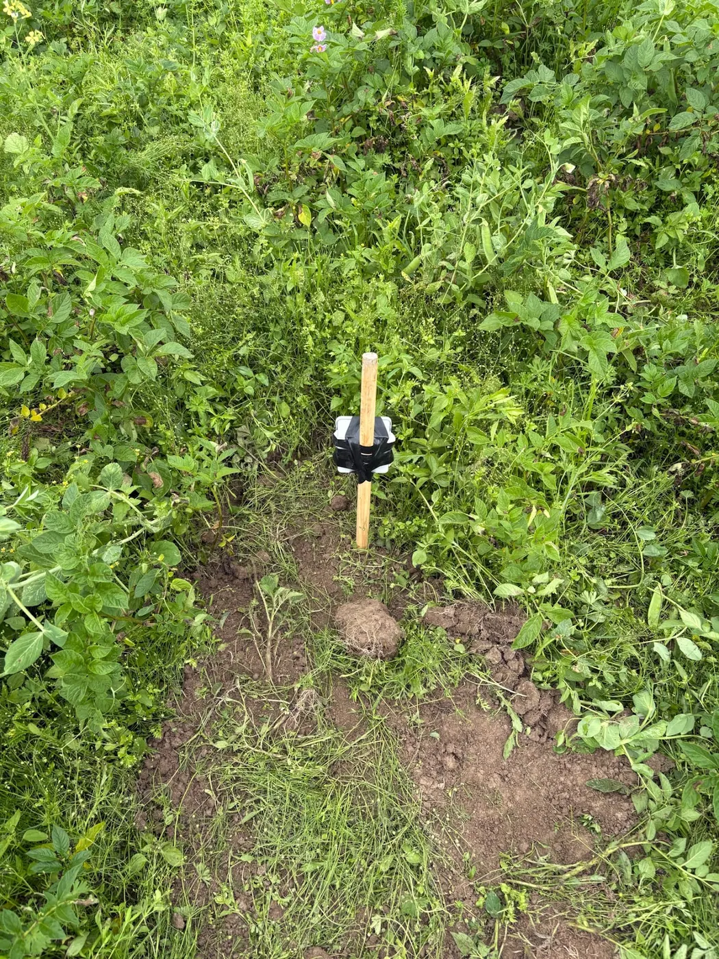 A small white soil probe on a wooden post standing in dark bare soil, ringed by leafy potato plants.