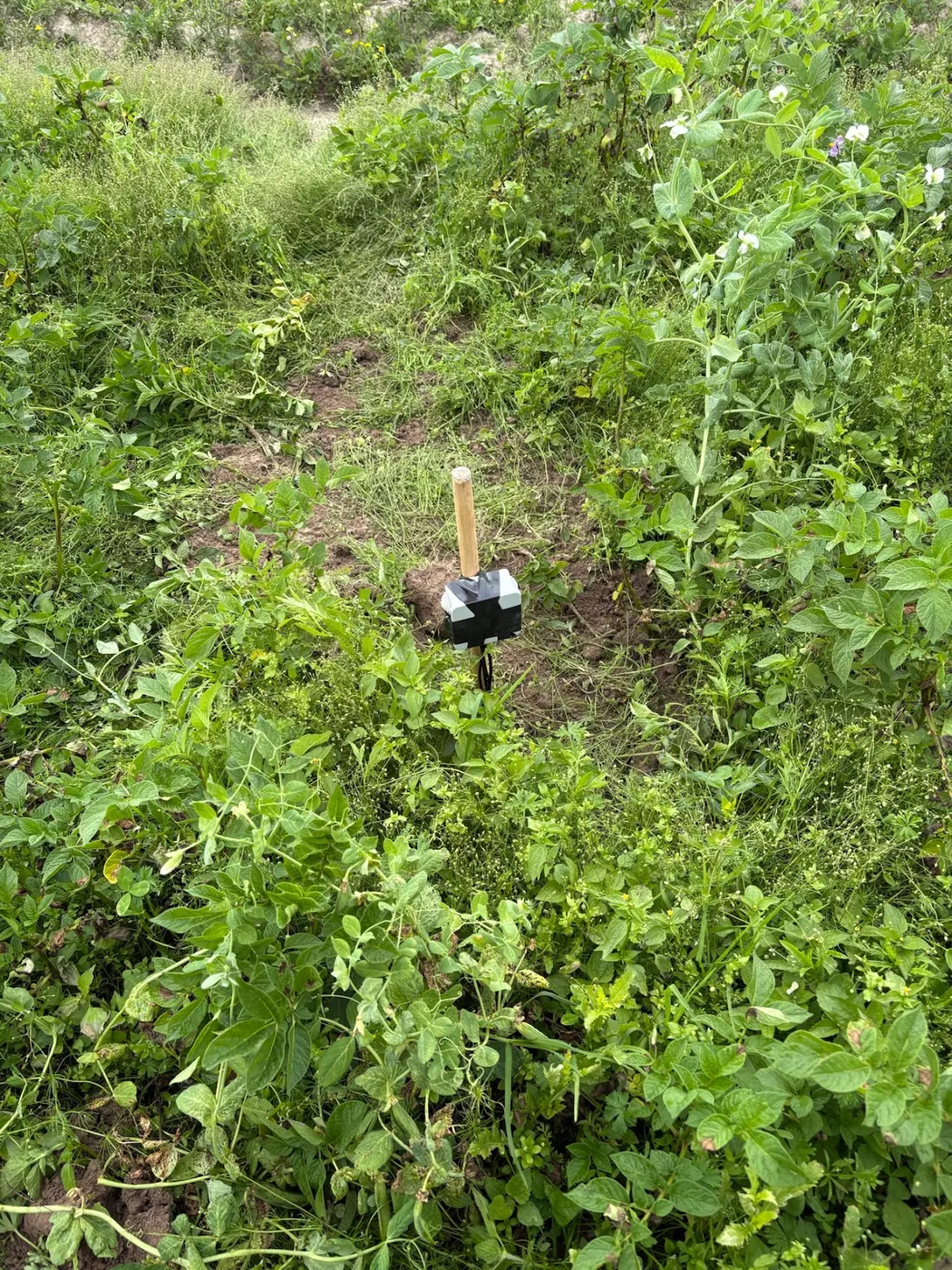 A soil probe between leafy crop rows in flower