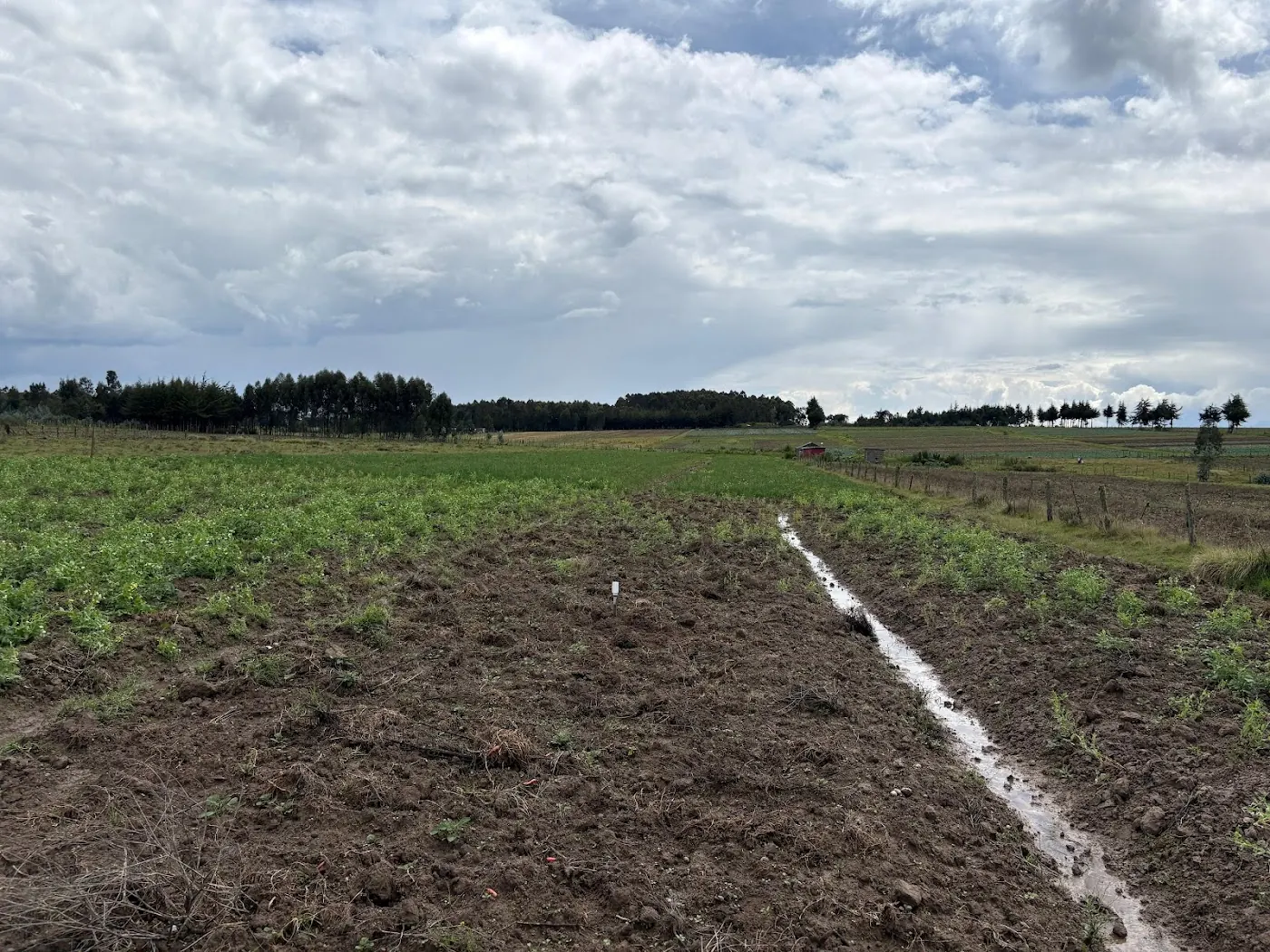 Water running down a furrow through a freshly worked field