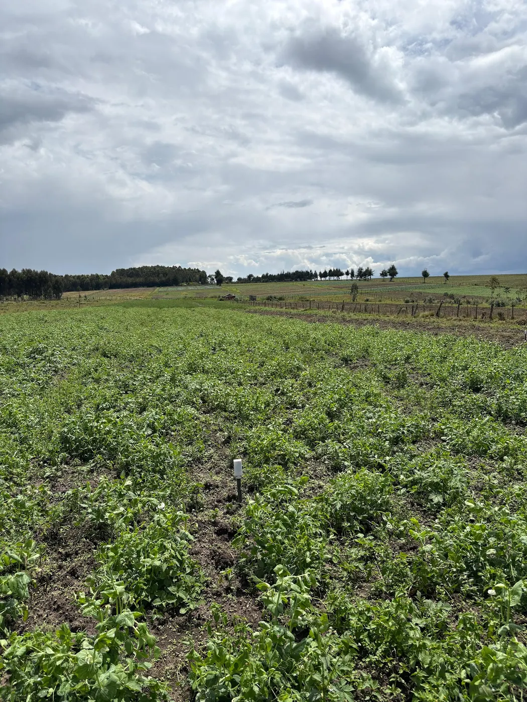 Rows of leafy green crop running to a distant treeline under cloud