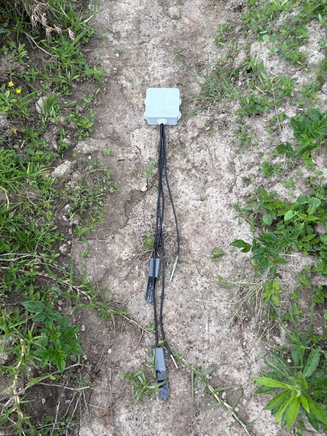 Small grey sensor box on cracked pale soil, black cables running down to two probes among low green weeds.